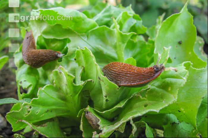 Wegschnecke 3