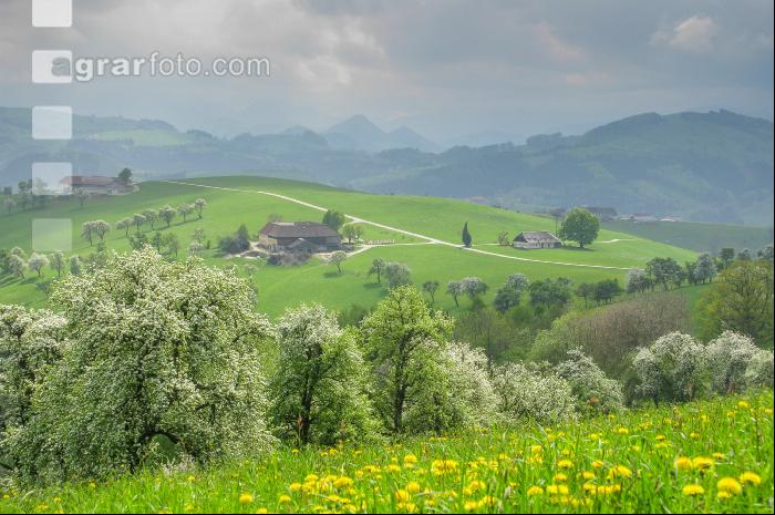Mostviertel Frühling