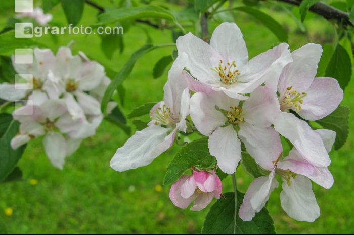 Apfel Blüte 18