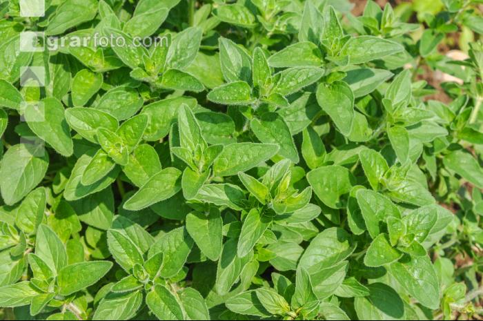 Oregano 7