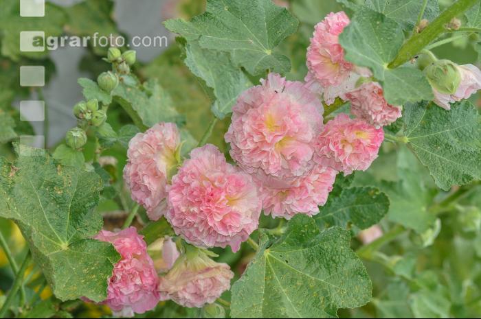 Stockrose 5