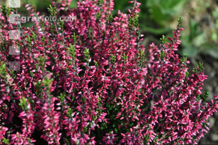 Calluna vulgaris 1