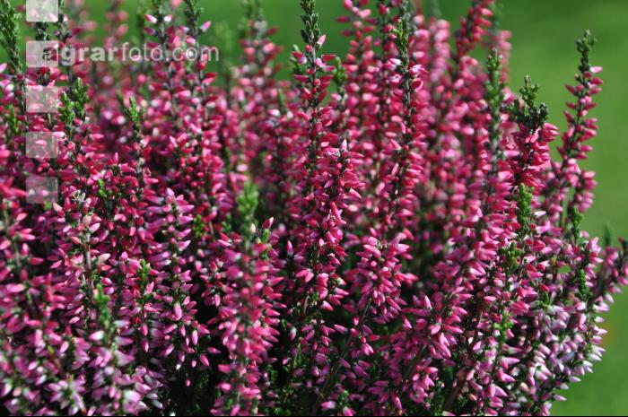 Calluna vulgaris 2