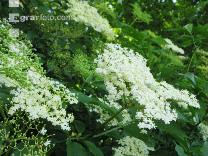 Holunder Blüte 9