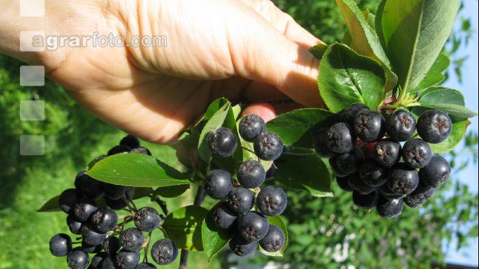 Aronia 1
