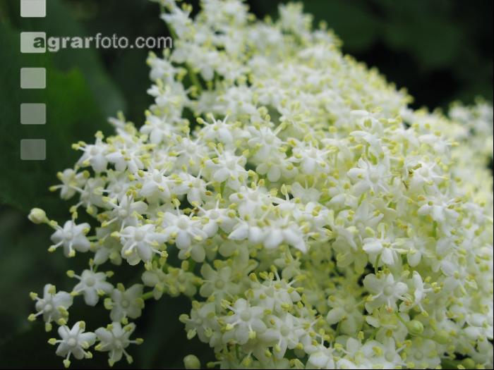 Holunder Blüte 15