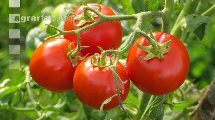 Tomate 11