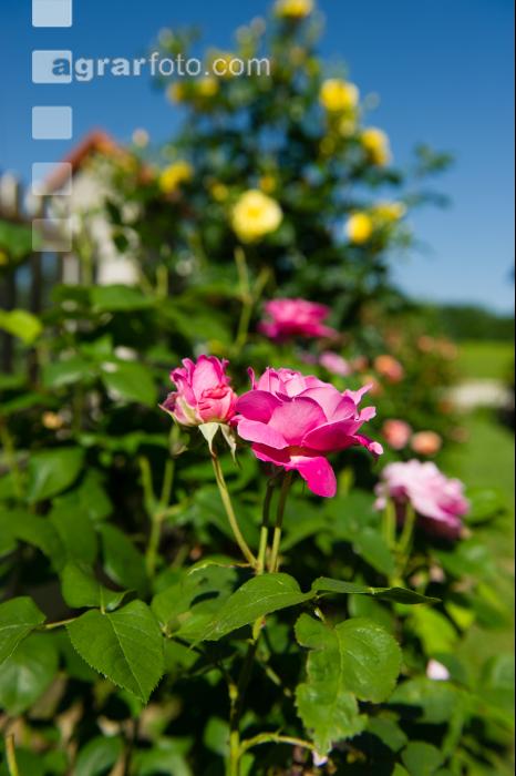 Rose 19
