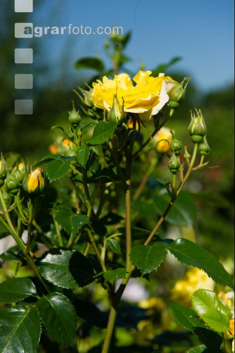 Rose 20