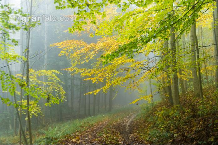 Nebelstimmung Herbstwald 7