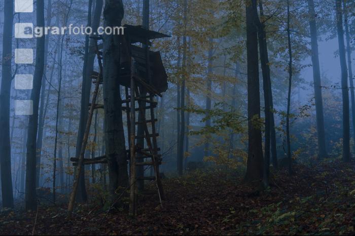 Nebelstimmung Herbstwald 6