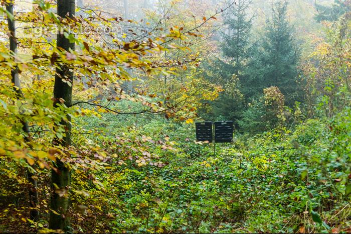Nebelstimmung Herbstwald 5