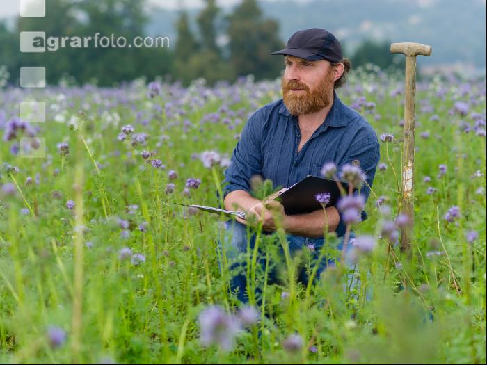 Phacelia Ölrettich Klee 6