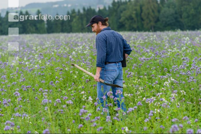 Phacelia Ölrettich Klee 1