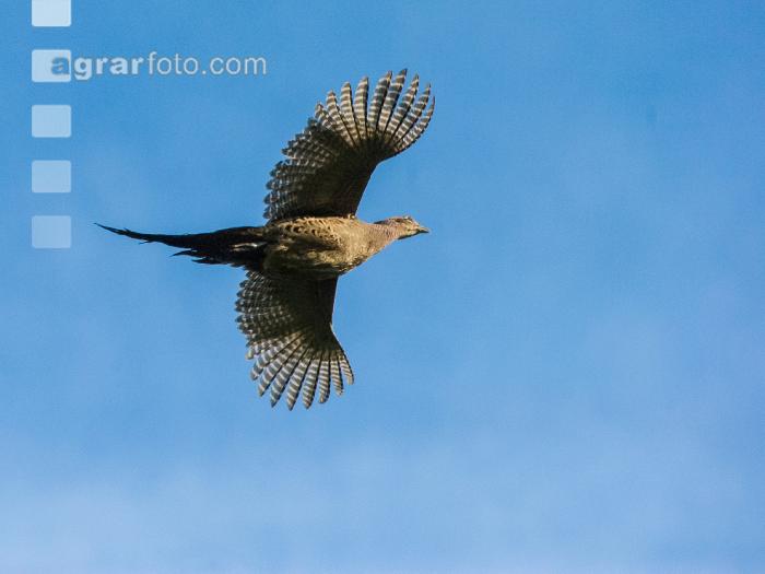 Fasanhenne im Flug 2
