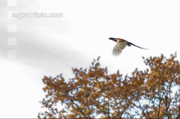 Fasan im Flug