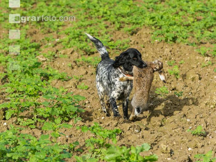 Jagdhund mit Feldhase 2