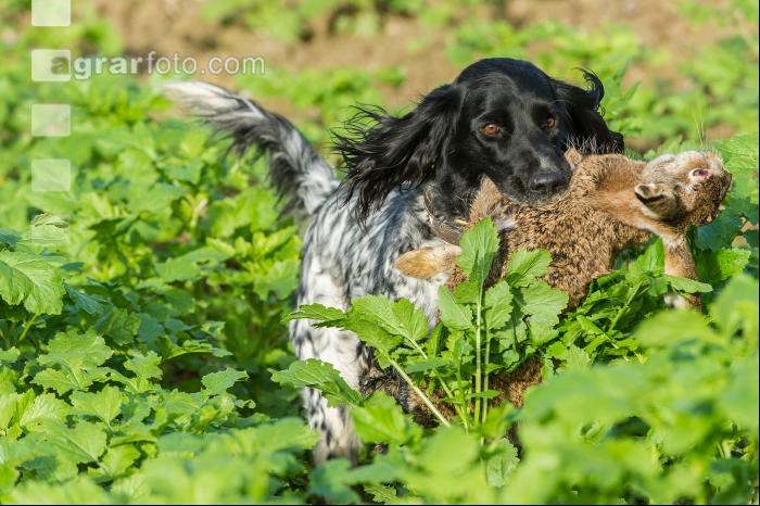 Jagdhund mit Feldhase 1