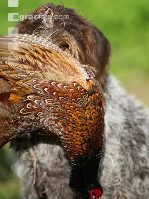 Jagdhund mit Fasan 1