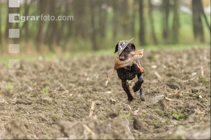Jagdhund mit Ente 2