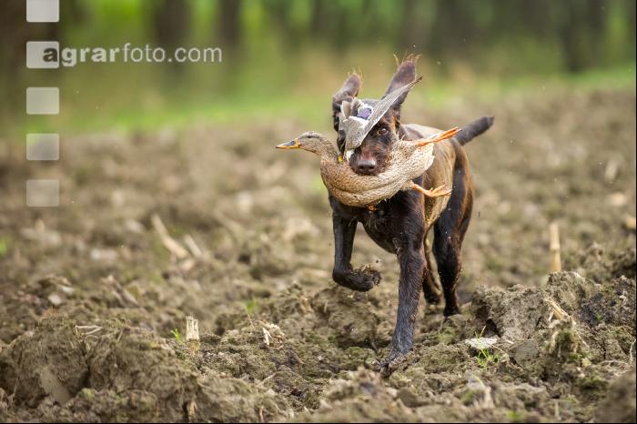 Jagdhund mit Ente 1