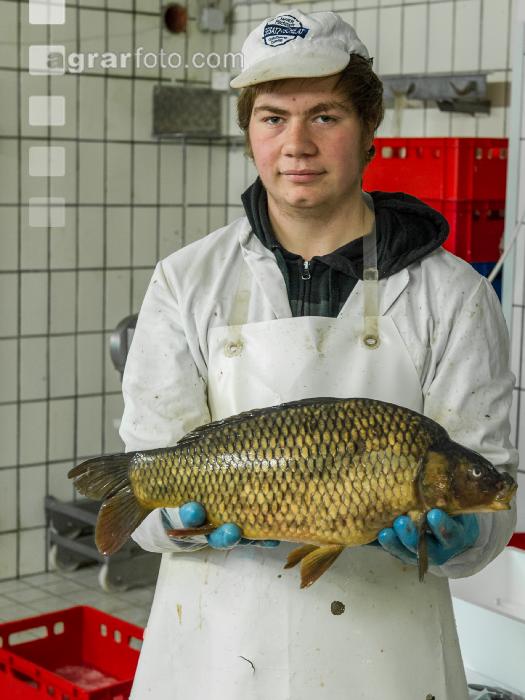 Schuppenkarpfen 3
