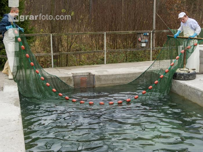Aquakultur 2