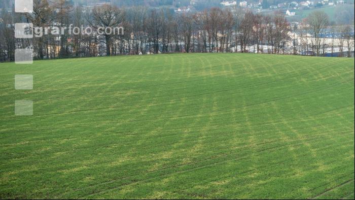 Bodenverdichtung Gerstenfeld 1