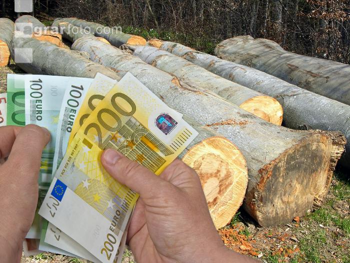Buche Holzpreis