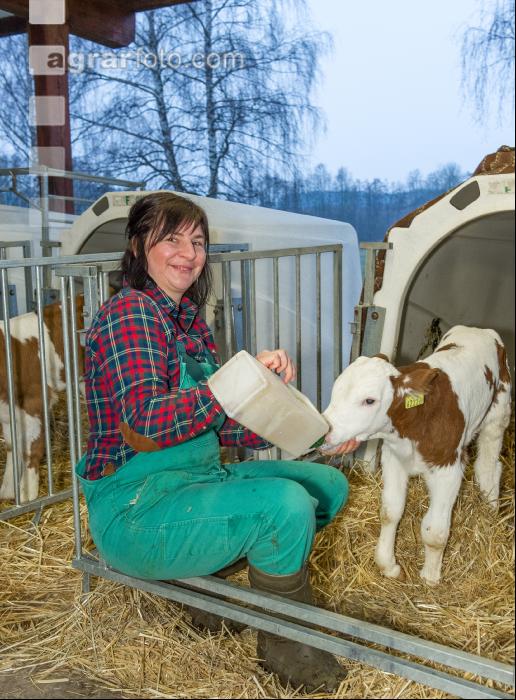 Kälber füttern 79