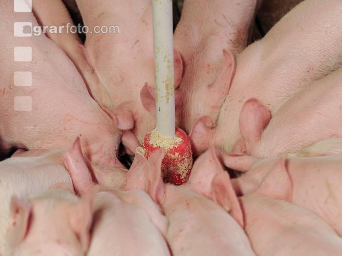 Ferkel Rundtrog 2