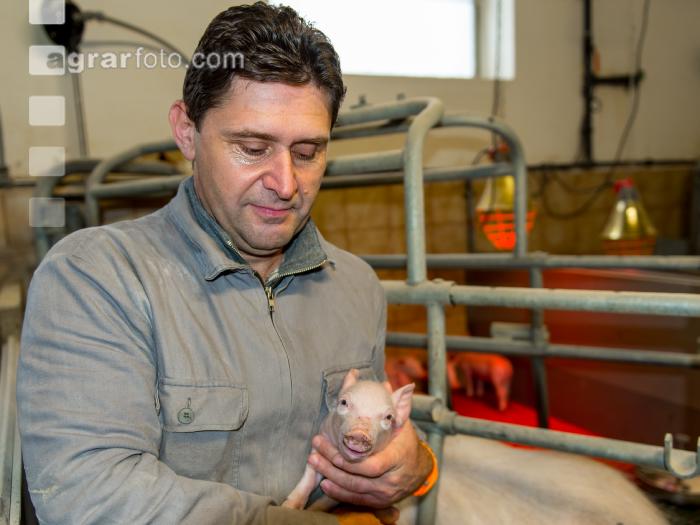 Ferkel Betreuung 41