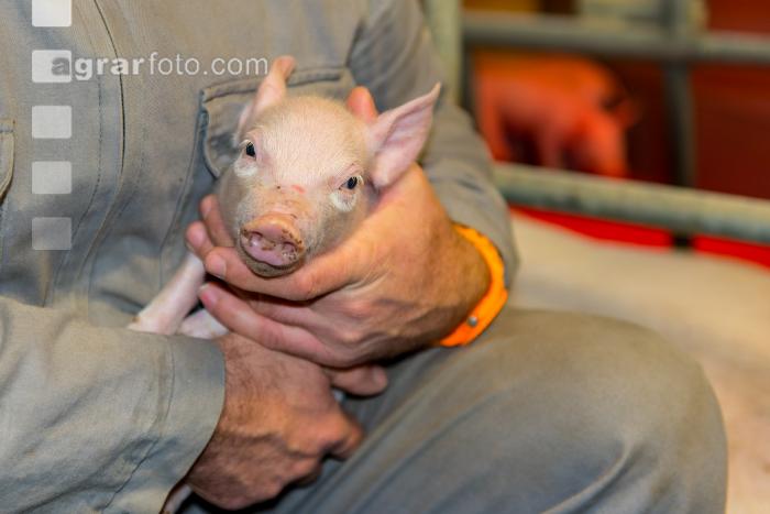 Ferkel Betreuung 42
