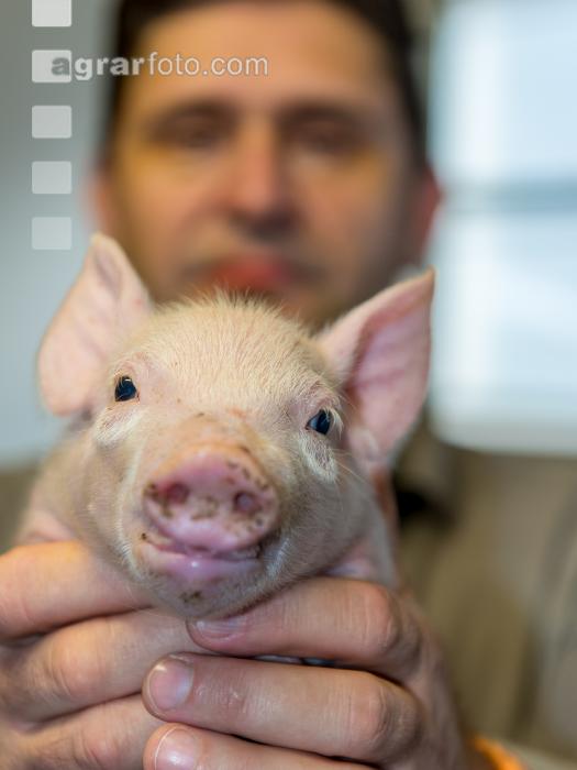Ferkel Betreuung 43