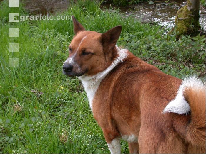 Haushund 3