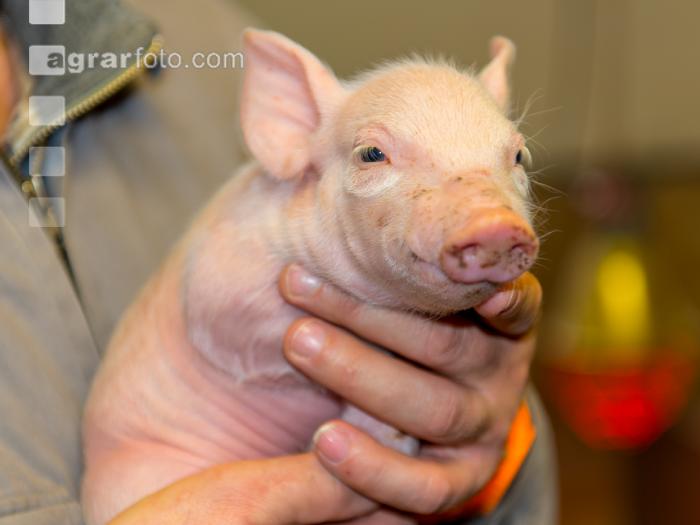 Ferkel Betreuung 44