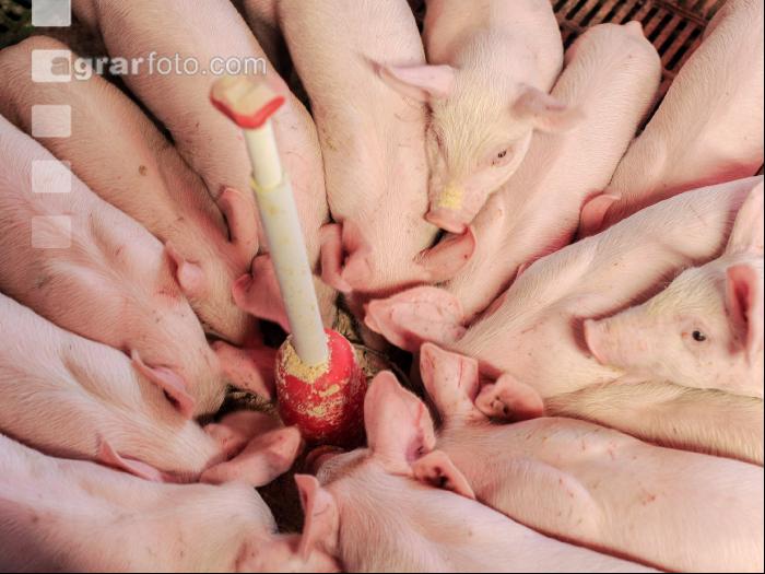 Ferkel Rundtrog 4