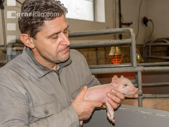 Ferkel Betreuung 49