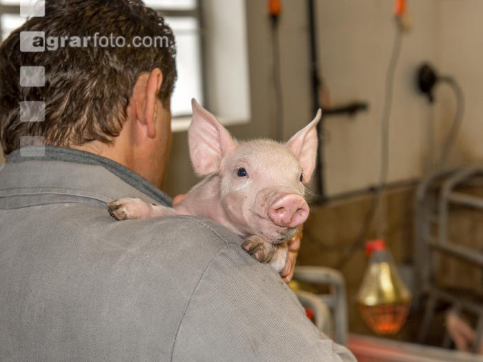 Ferkel Betreuung 50