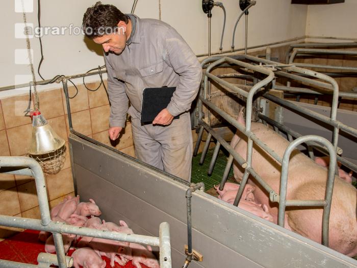 Ferkel Betreuung 53