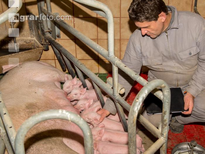 Ferkel Betreuung 54