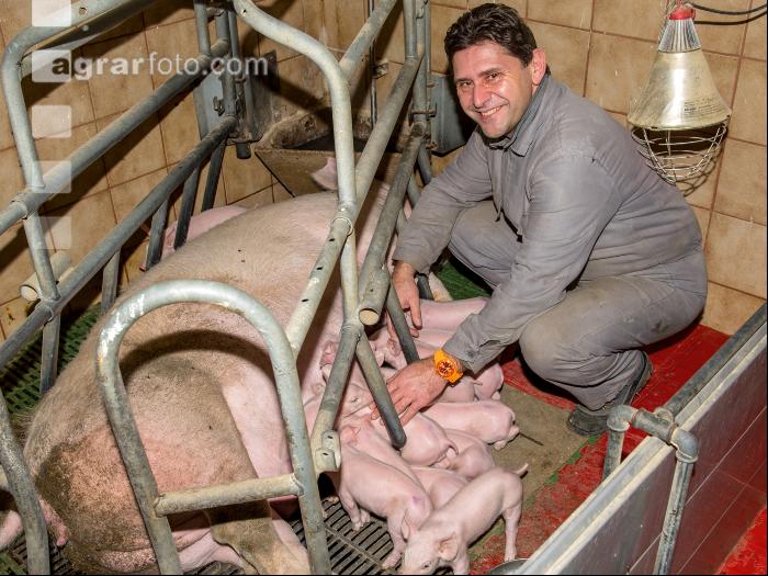 Ferkel Betreuung 57