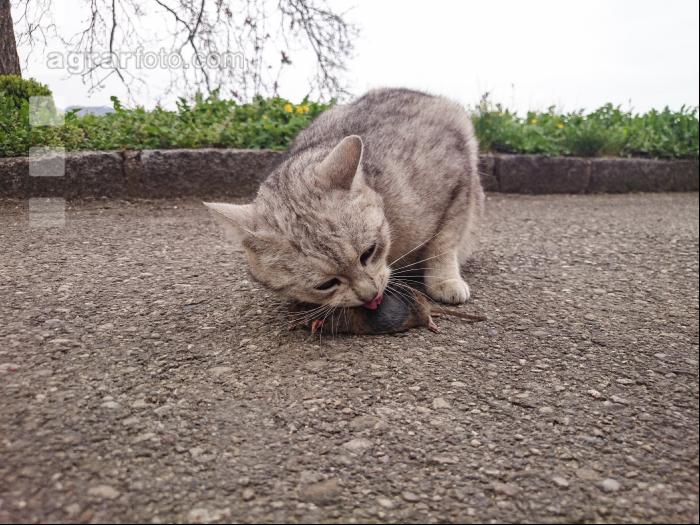 Katze frisst Maus 