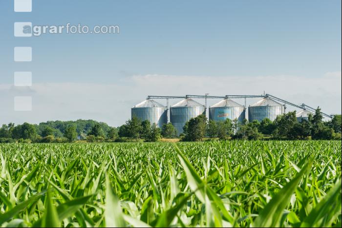 Mais  und Silo 1