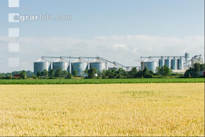 Weizenfeld und Getreidesilos 5