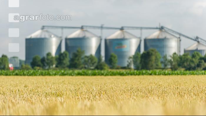 Weizenfeld und Getreidesilos 4