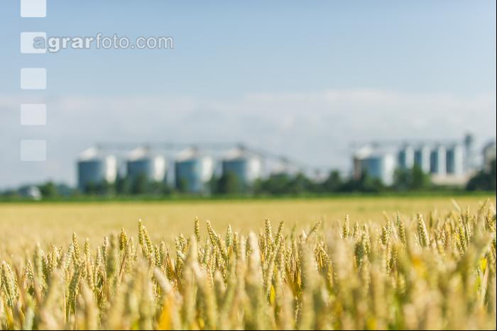 Weizenfeld und Getreidesilos 3