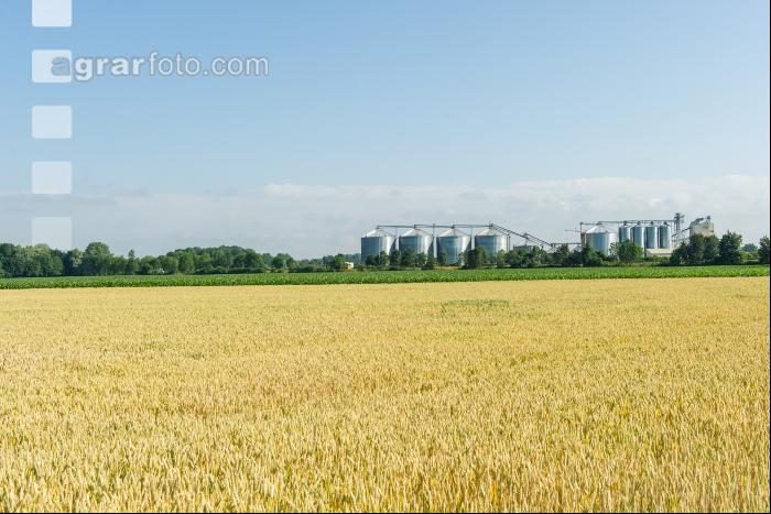 Weizenfeld und Getreidesilos 2