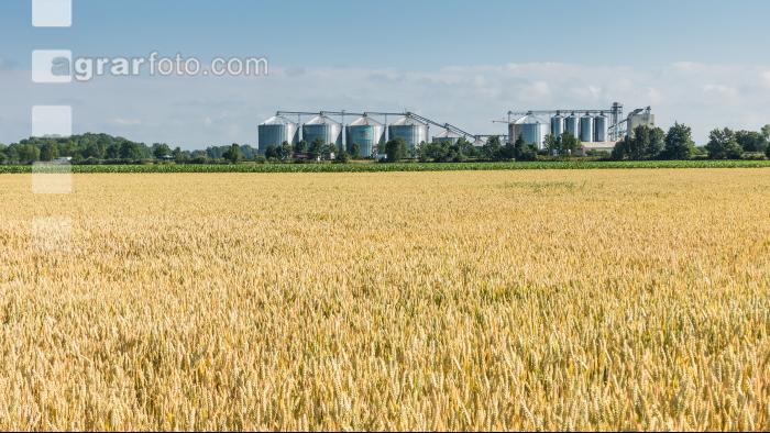Weizenfeld und Getreidesilos 1