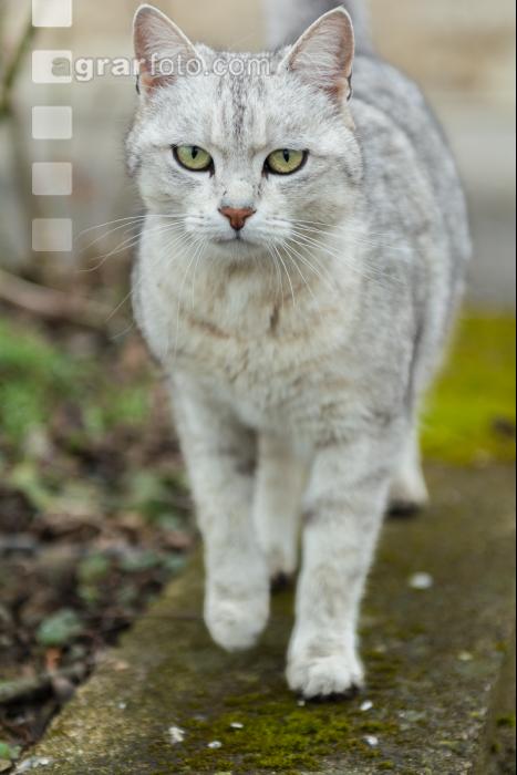 Junge Katze 2
